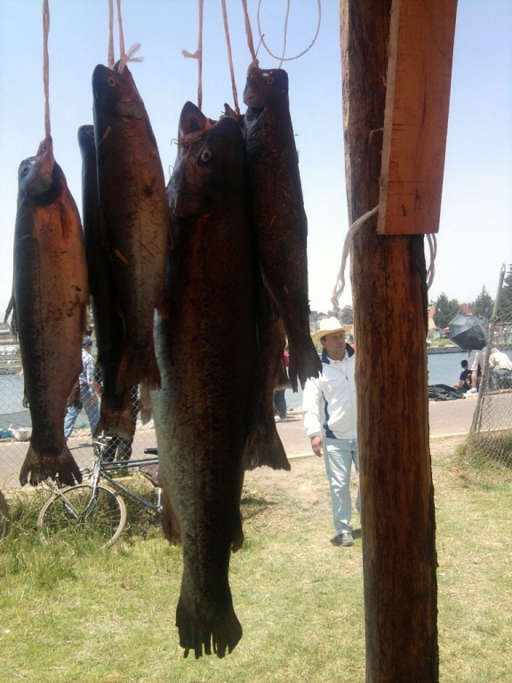 bonita 021.jpg bonita 021.jpg